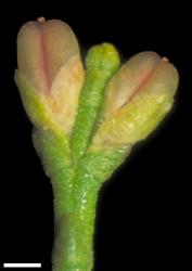 Veronica cupressoides. Immature infructescence. Scale = 1 mm.
 Image: W.M. Malcolm © Te Papa CC-BY-NC 3.0 NZ